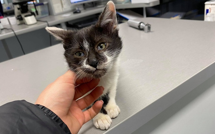 Zbiórka Ratujemy kolejnego Kiwaczka - zdjęcie główne