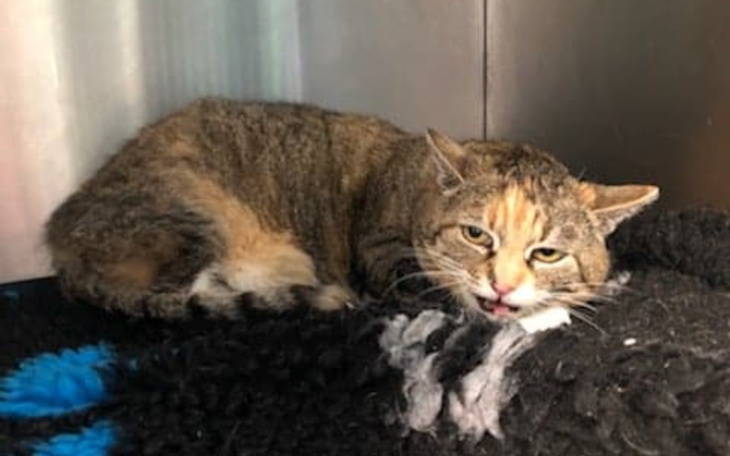 Zbiórka Kicia błaga - uratuj moją łapkę - zdjęcie główne