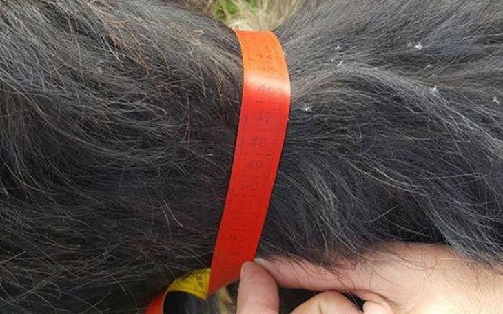 Zbiórka Romeo, by był zdrowy - zdjęcie główne