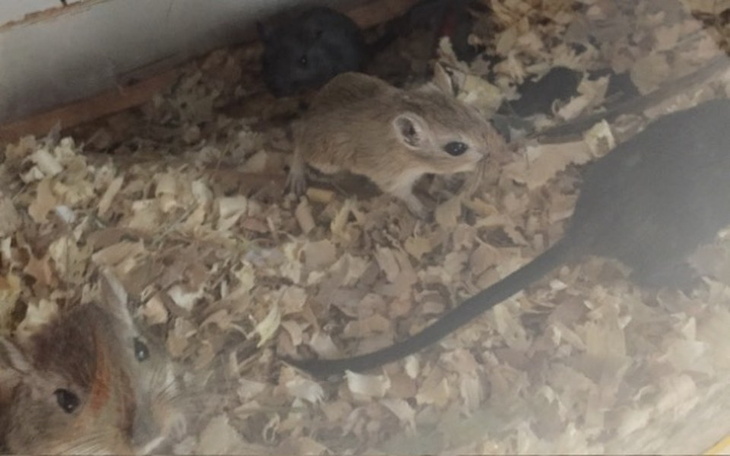 Zbiórka Myszoskoczki chcą być szczęśliwe - zdjęcie główne