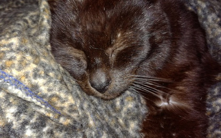 Zbiórka Pączuś odszedł, został dług ... - zdjęcie główne