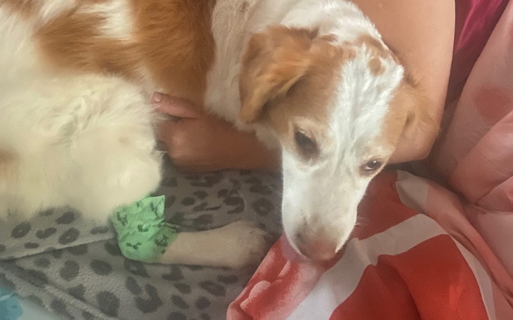 Zbiórka Na leczenie Szczęściarza - zdjęcie główne