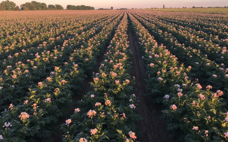 Zbiórka Zakup sadzarki do ziemniaków - zdjęcie główne