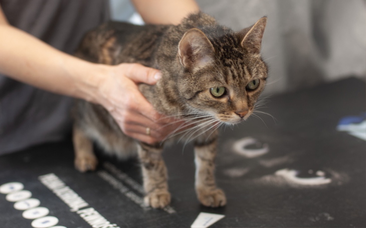 Kot na stole, z wyraźnym spojrzeniem i futrem w paski.