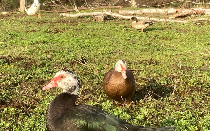 Zbiórka Nowe kurki, kaczki i tak tam - zdjęcie główne