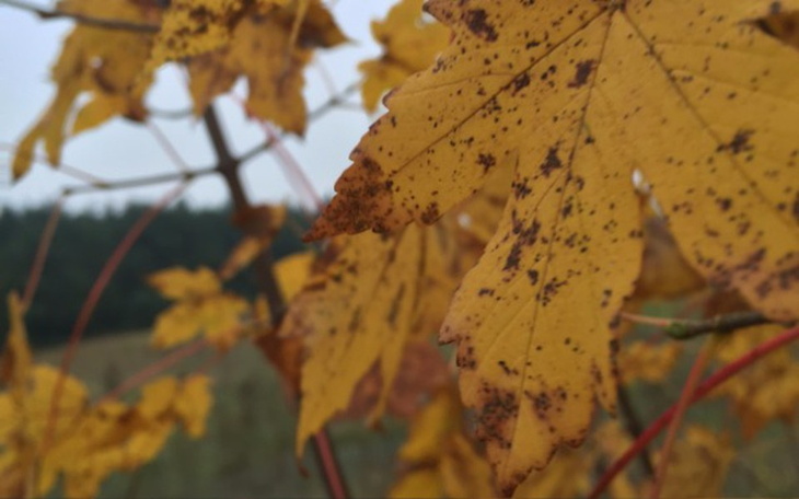 Zbiórka Marzą mi sie chociaż jedne ferie - zdjęcie główne