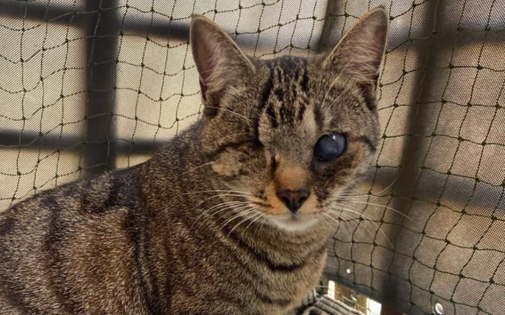 Kot z jednym okiem, odpoczywający w siatce.