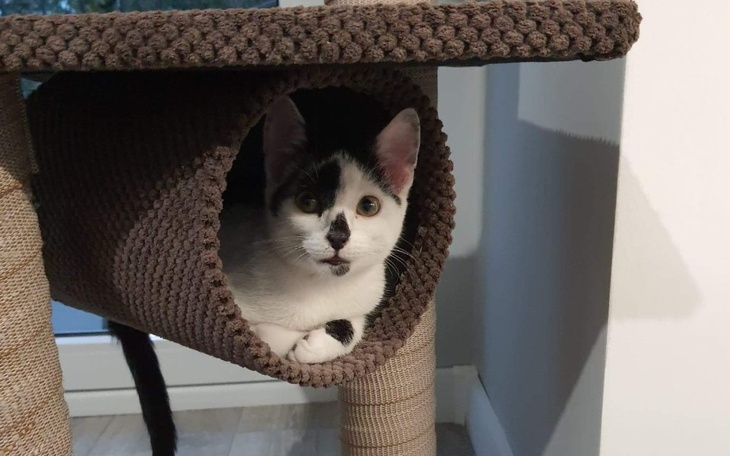 Zbiórka Uratujmy Bogusiowi życie - zdjęcie główne