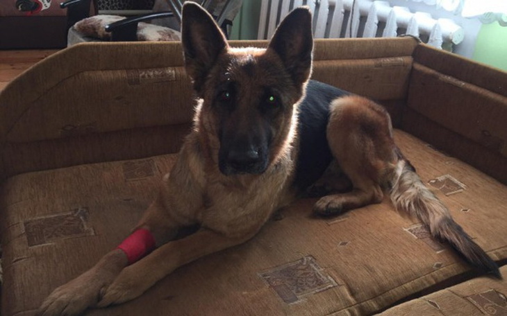 Zbiórka Na ratowanie zycia chorej suni - zdjęcie główne