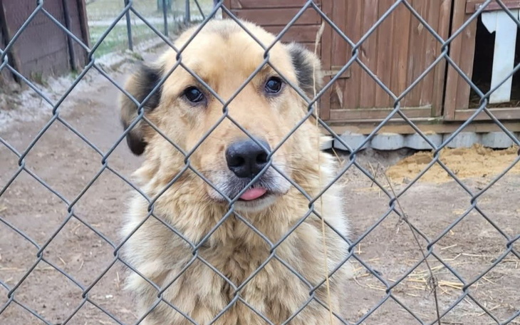 Pies patrzący przez ogrodzenie, z wystającym językiem.