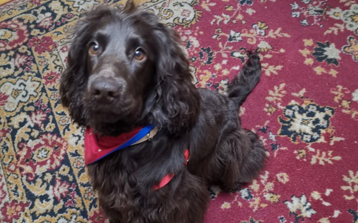 Zbiórka Wymarzony remont kuchni - zdjęcie główne