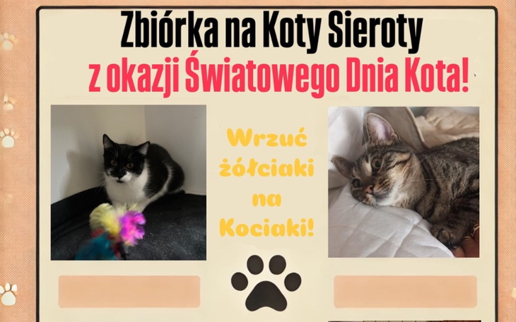 Koty w potrzebie, apel o pomoc dla sierot.