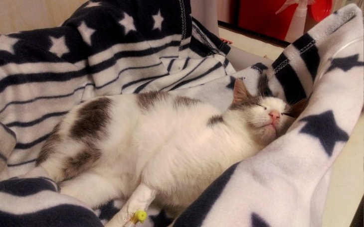 Zbiórka Tofik-cudem uniknął śmierci - zdjęcie główne