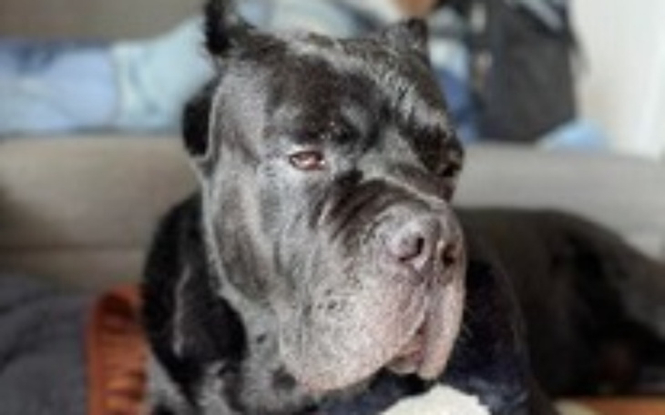 Zbiórka Pomóżmy OXFORDOWI - zdjęcie główne