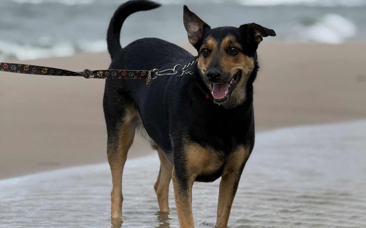 Pies na plaży, cieszy się słońcem i wodą.