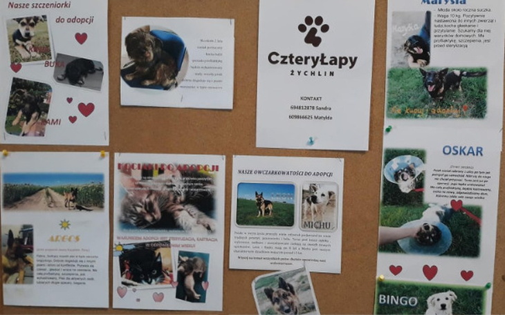 Zbiórka Portal Babski Świat dla 4 Łapy - zdjęcie główne