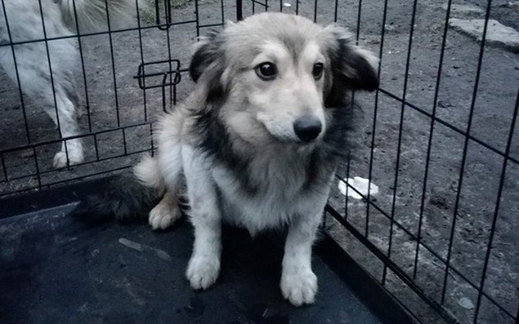 Zbiórka Filuś -  uratowany z ciemności - zdjęcie główne