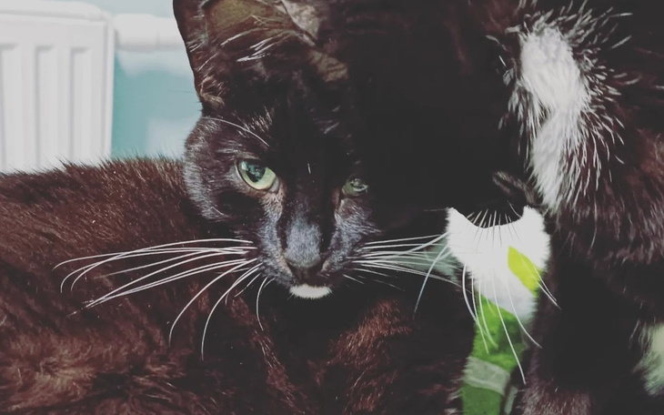 Zbiórka Leczenie jelita kotki Gabrysi - zdjęcie główne