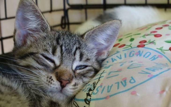 Kociak śpiący na poduszce, zrelaksowany i uroczy.