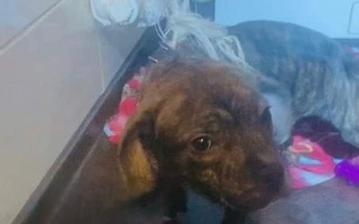 Zbiórka Uwiązana sznurem psia dziecinka - zdjęcie główne