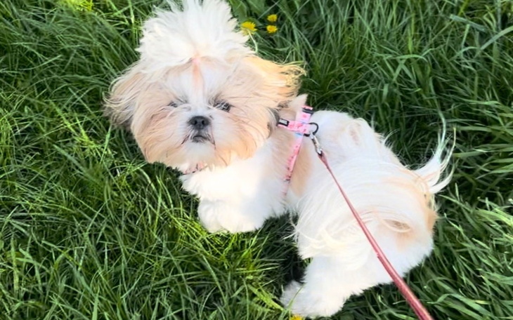 Zbiórka Rehabilitacja i leczenie Lilki - zdjęcie główne