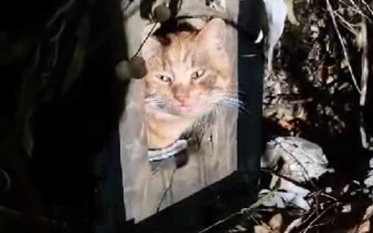 Zbiórka Na chore koty bytujące w krzakac - zdjęcie główne