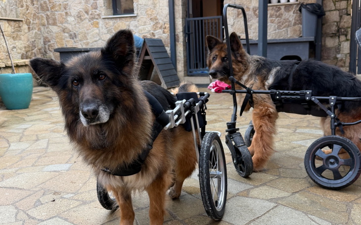 Dwa owczarki niemieckie w wózkach, cieszące się słońcem.