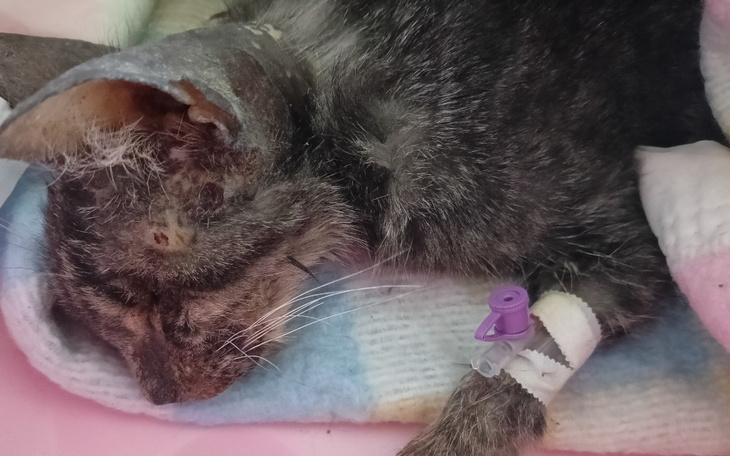 Zbiórka Na ratunek Myszce i innym bidom - zdjęcie główne