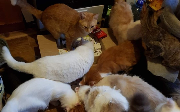 Zbiórka Na przyjazd kotków z Ukrainy - zdjęcie główne