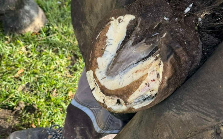 Zdjęcie kopyta konia z widocznymi ranami.