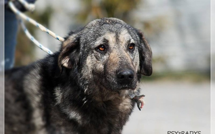 Zbiórka Ratujemy Fugę z Radys - zdjęcie główne