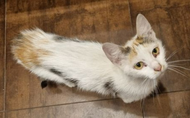 Zbiórka Kocia niedola nie ma końca - zdjęcie główne