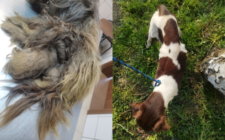 Zbiórka Pomoc dla Kokosa i Tokio - zdjęcie główne