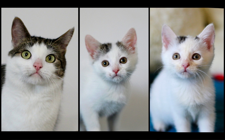 Trzy koty o różnych umaszczeniach, patrzące w obiektyw.