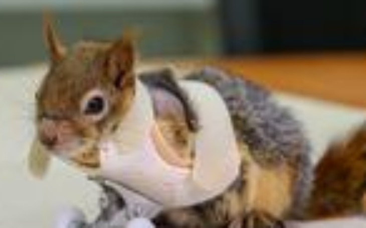 Zbiórka Na chore zwierzeta - zdjęcie główne