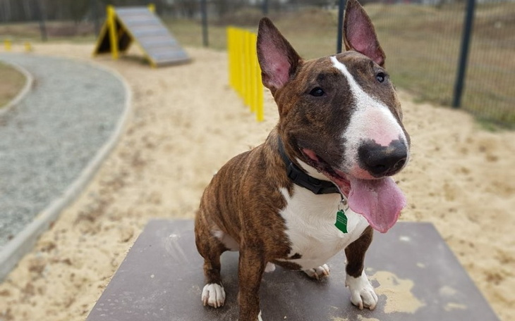 Pies rasy bullterier w parku, uśmiechnięty i zadowolony.