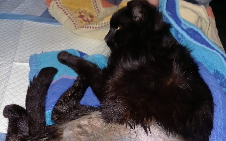 Zbiórka Leczenie bezdomnego kota z Lipek - zdjęcie główne