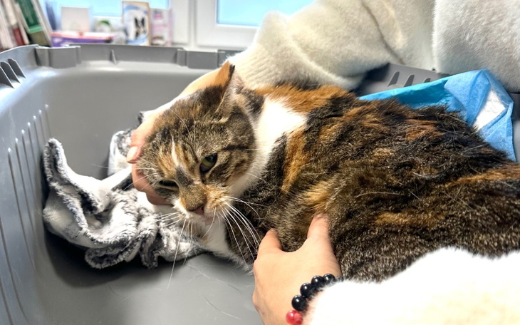 Zbiórka KOCI LAS bez pieniędzy pomocy - zdjęcie główne