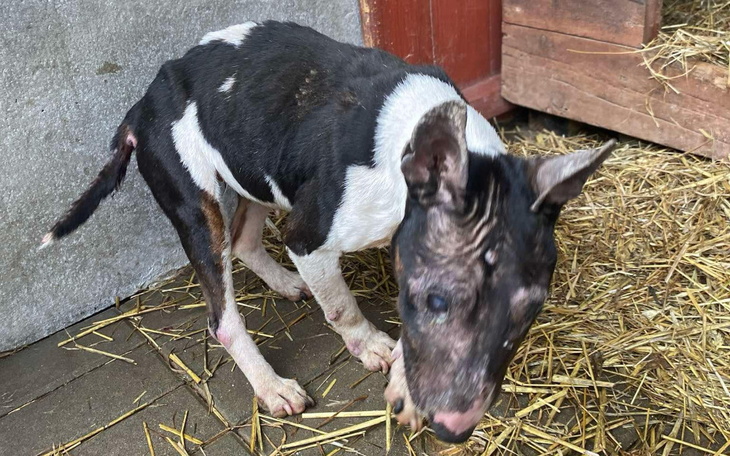 Zbiórka Na nowy start dla Kropki - zdjęcie główne