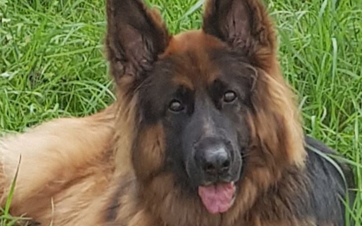 Zbiórka Operacja biodra wilka Luna - zdjęcie główne