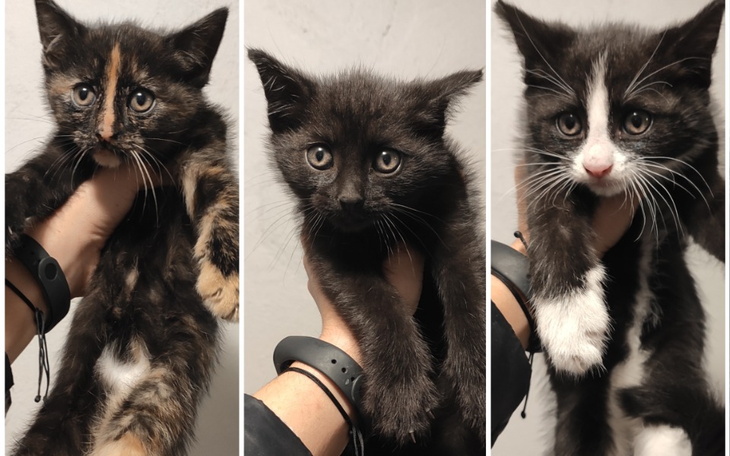 Zbiórka Mosińskie kociaki - zdjęcie główne