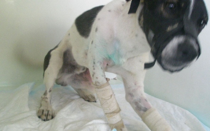Pies z opatrunkami na łapach w szpitalu weterynaryjnym.