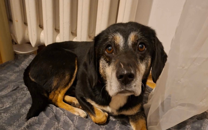 Pies patrzący w obiektyw, z wyrazem ciekawości.