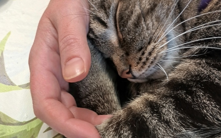 Zbiórka Na leczenie Boczusia - zdjęcie główne