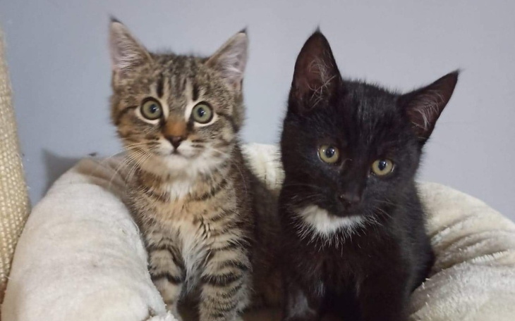 Zbiórka Pomóż nam dotrzeć do domu - zdjęcie główne