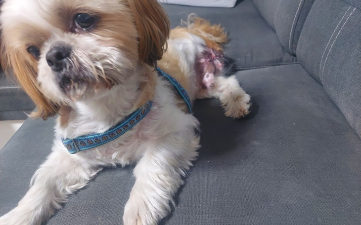 Zbiórka Leczenie shitzu - zdjęcie główne