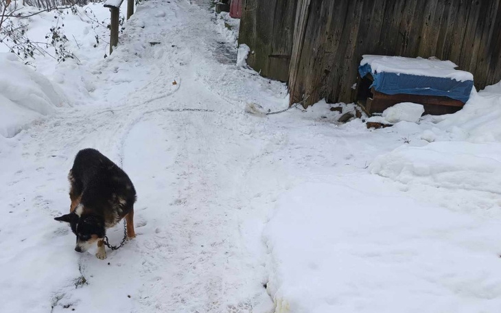 Zbiórka Na nowe życie dla Maksia - zdjęcie główne