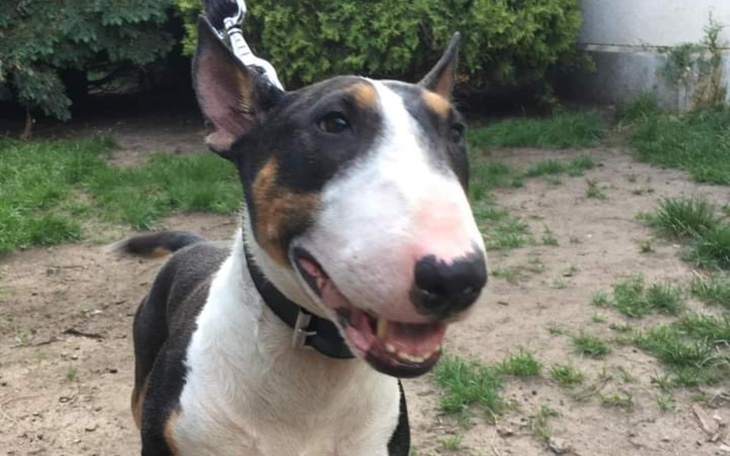 Zbiórka Na leczenie Bugiego - zdjęcie główne