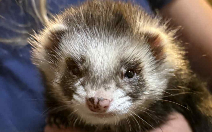 Fretka z wyrazistym wyrazem twarzy.