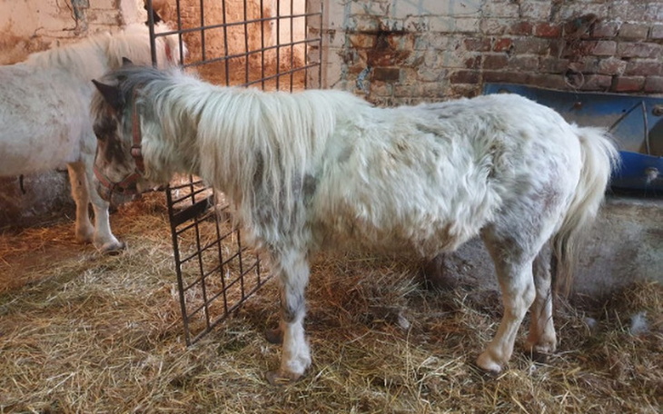Zbiórka Gehenna zwierząt pod Poznaniem. - zdjęcie główne